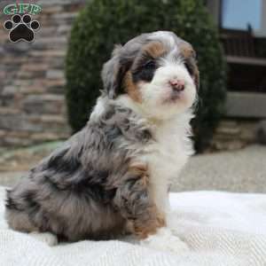 Luna, Mini Bernedoodle Puppy